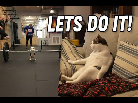 Funniest Animals You Will Ever See 🐶🐼 | Hilarious Dogs & Cute Panda Moments